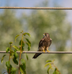 Close-up of bird perching on branch