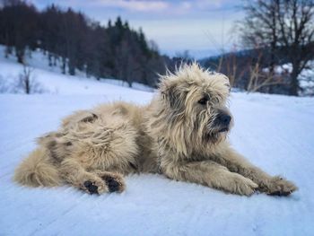 Mioritic shepherd dog laying on the snow