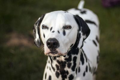 Close-up of dalmatian dog