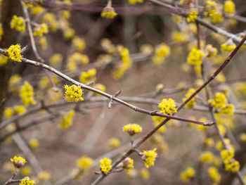 Close-up of yellow flowering plant