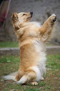 View of a dog looking away