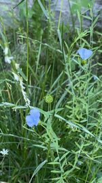 Close-up of purple flowering plants on field