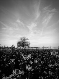 Plants growing on landscape against sky