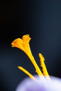 Close-up of yellow flower against black background