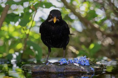 Bird perching on a tree
