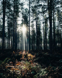 Trees in forest