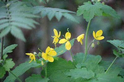 Close-up of yellow flowering plant