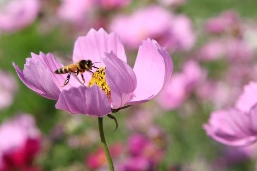 flower, insect, animal themes, animals in the wild, one animal, wildlife, freshness, petal, pollination, fragility, bee, beauty in nature, growth, symbiotic relationship, nature, close-up, flower head, honey bee, pink color, focus on foreground