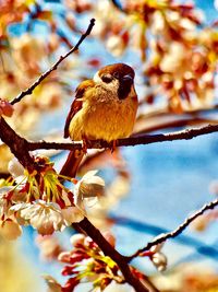 Low angle view of a bird perching on branch