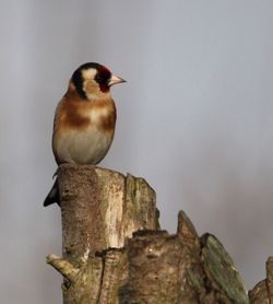 Close-up of bird perching against sky