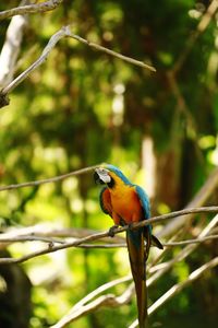 Close-up of bird perching on branch