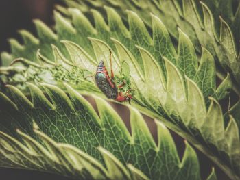 Close-up of insect on leaf