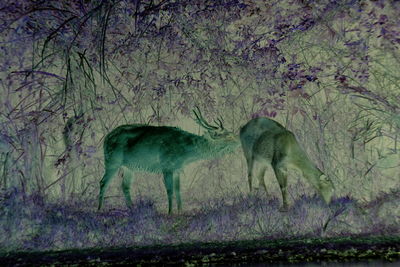 Deer standing in the forest