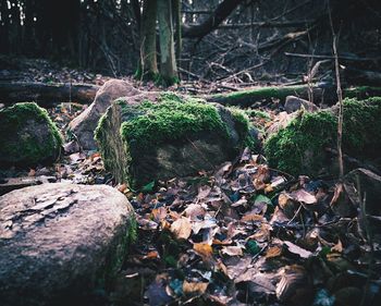 Plants and trees in forest