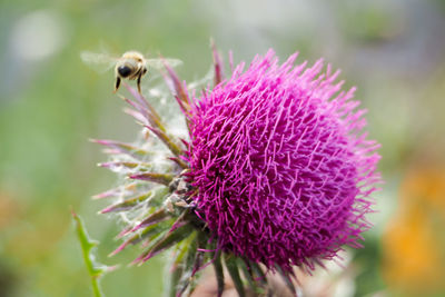 Close-up of bee pollinating on thistle