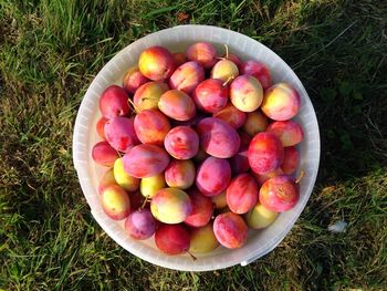 Directly above shot of fruits in container on field