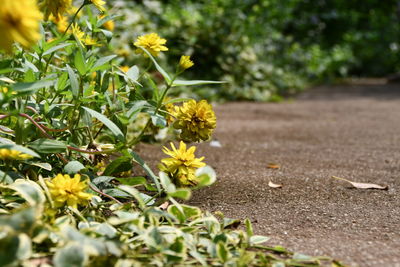 Close-up of yellow flowering plant