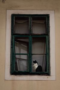 Cat sitting on window of building