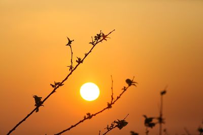 Low angle view of silhouette plant against orange sky