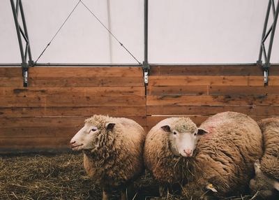 Sheep in a field