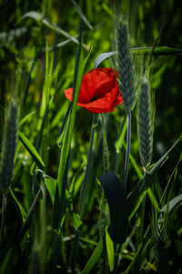 Close-up of red flowering plant