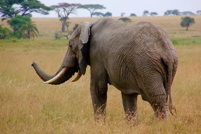 Side view of elephant calf walking on field
