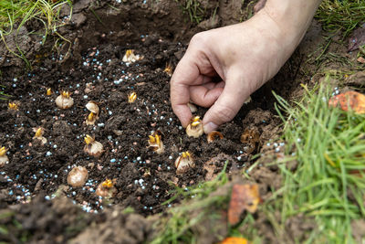 Hand sadi in soil-soil flower bulbs. hand holding a crocus bulb before planting in the ground