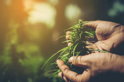 Hand of farmer holding cannabis at farm.