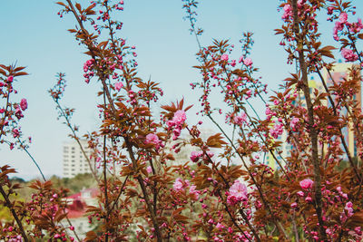 Low angle view of pink flowers blooming against sky