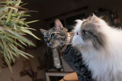 Portrait of a cat looking away