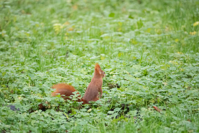 View of birds on field