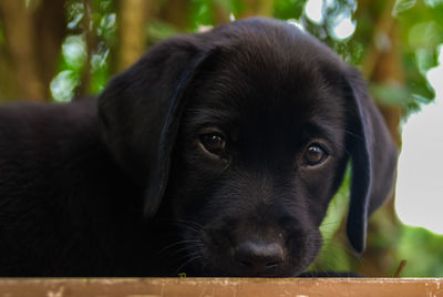 Close-up portrait of black dog relaxing outdoors