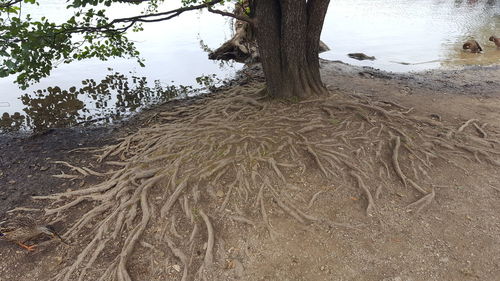 Tree trunk against sky