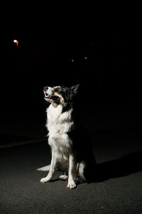 Portrait of dog sitting on wall at night