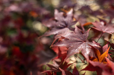 Close-up of maple leaves