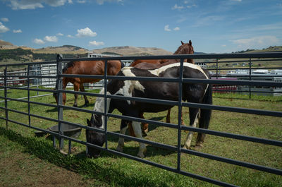 Horse standing in ranch against sky