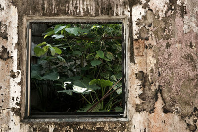 Close-up of window on wall of building