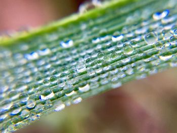 Close-up of water drops on leaf