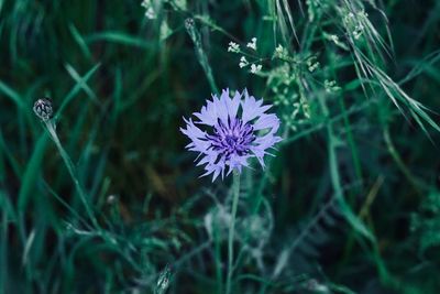 Close-up of purple flowering plant