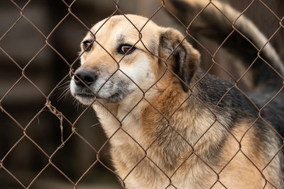 Close-up of dog looking through chainlink fence