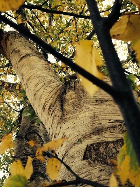 tree, branch, tree trunk, low angle view, yellow, growth, leaf, nature, tranquility, beauty in nature, sunlight, day, forest, autumn, outdoors, no people, close-up, change, focus on foreground, bark