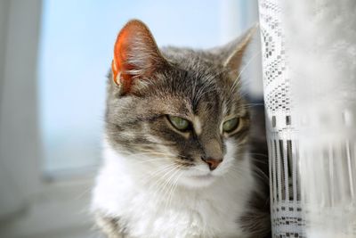 Close-up of a cat looking away