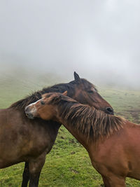 Horse standing on field against clear sky