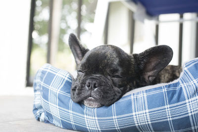 Close-up of puppy sleeping