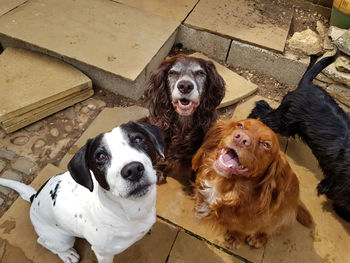 High angle view portrait of dogs