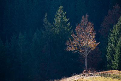 View of tree in forest during winter