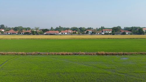 Scenic view of grassy field