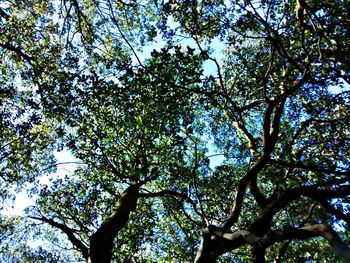 Low angle view of trees against sky