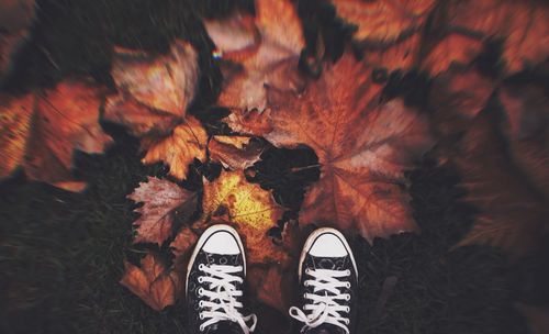 Low section of person standing on maple leaves during autumn