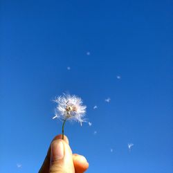 Close-up of cropped hand holding dandelion